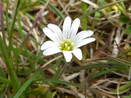 Cerastium arvense / Acker-Hornkraut