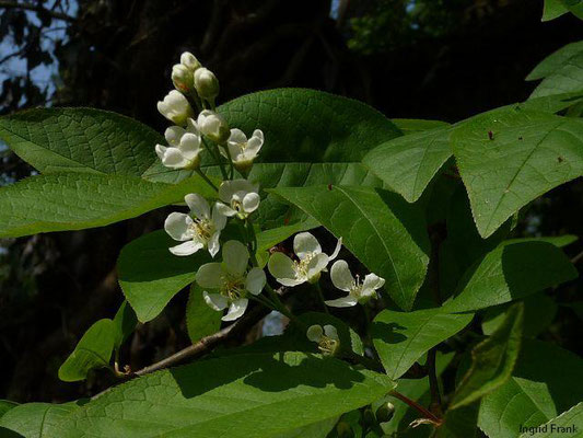 Prunus padus / Gewöhnliche Traubenkirsche    IV-V