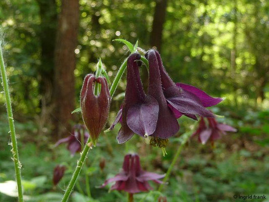 Aquilegia atrata - Schwarzviolette Akelei