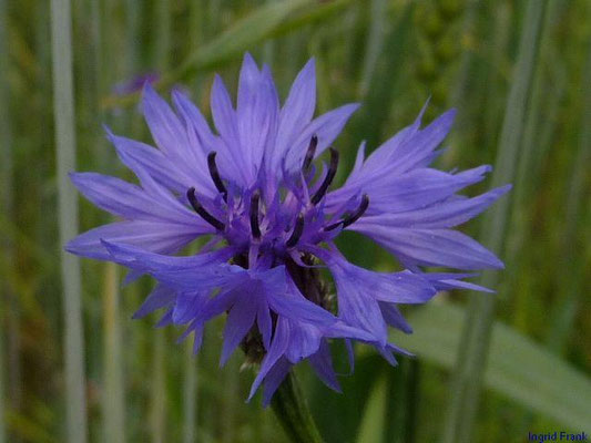 Cyanus segetum - Kornblume
