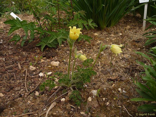Pulsatilla albana (27.04.2015; Botanischer Garten Ulm)