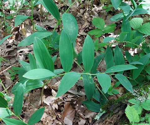 Polygonatum odoratum / Salomonsiegel; Baden-Württemberg keine Gefährdung