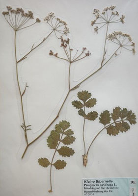 Pimpinella saxifraga / Kleine Bibernelle  (07/2004; Köndringen, Oberrheinebene)   (Herbarium Dr. Wolf von Thun)