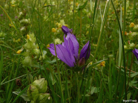 Campanula glomerata / Knäuel-Glockenblume    VI-IX