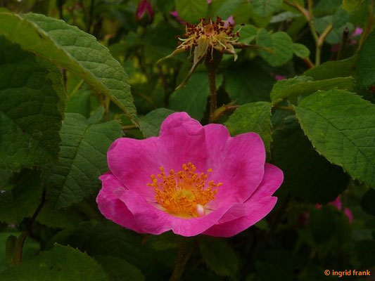 Rosa gallica / Essig-Rose (Botanischer Garten Universität Heidelberg)    VI-VII