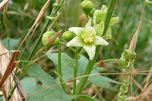 Bryonia dioica / Rotbeerige Zaunrübe
