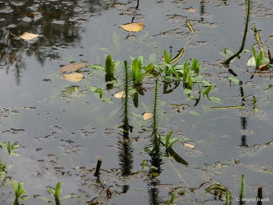 Hippuris vulgaris