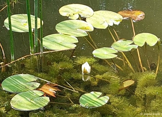 Nymphaea candida / Kleine Seerose  (02.07.2023; Botanischer Garten Universität Heidelberg)