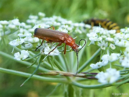 Wilde Engelwurz mit Besuch