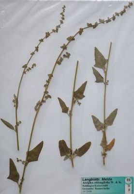 Atriplex oblongifolia / Langblättrige Melde    VII-IX   (Herbarium Dr. Wolf von Thun)