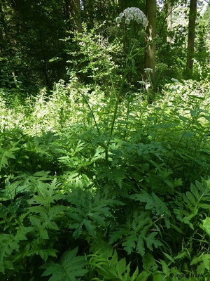 Heracleum mantegazzianum / Riesen-Bärenklau, Herkulesstaude    VII-IX