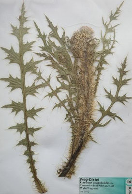 Carduus acanthoides / Weg-Distel (Herbarium Dr. Wolf von Thun); nur Baden-Württemberg, Mecklenburg-Vorpommern und Sachsen