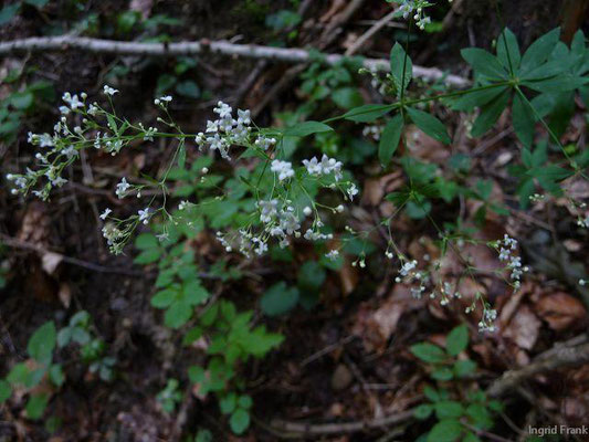 Galium sylvaticum / Wald-Labkraut    VII-VIII