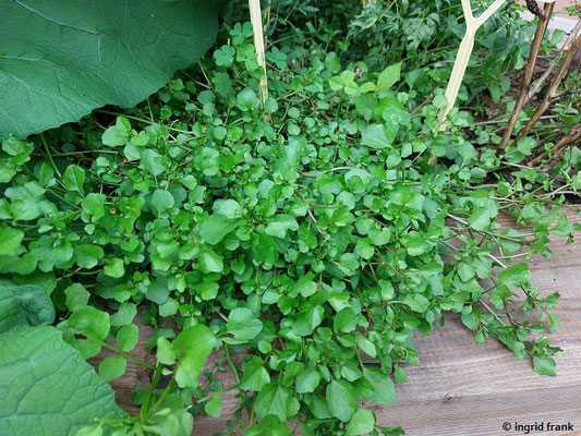 Nastirtium officinale / Echte Brunnenkresse