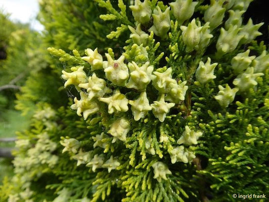 Platycladus orientalis / Morgenländischer Lebensbaum     (28.04.2019; Italien, Autobahnraststätte in der südlichen Poebene)