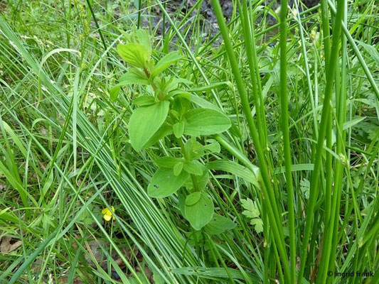 Hypericum tetrapterum / Vierflügeliges Johanniskraut (31.05.2022; Hotterlochtobel bei Oberzell)