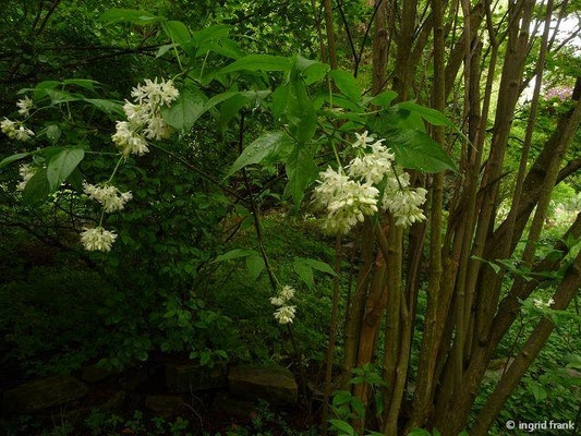 Staphylea colchica / Kolchische Pimpernuss (10.05.2013; Botanischer Garten Altenburg)