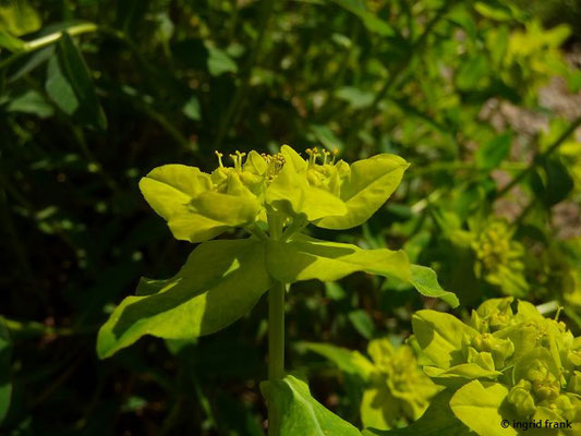 Euphorbia verrucosa / Warzen-Wolfsmilch (Botanischer Garten Dresden)    V-VI