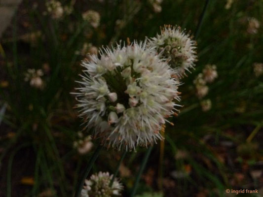 Allium suavolens / Duft-Lauch (15.09.2017; Botanischer Garten Universität Heidelberg)