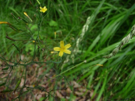 19.07.2011-Mycelis muralis - Mauerlattich