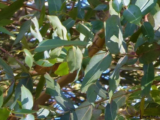 Laurus novocanariensis / Kanaren-Lorbeer