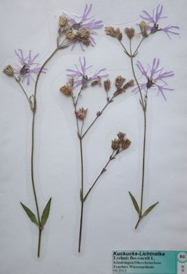 Lychnis flos-cuculi / Kuckucks-Lichtnelke   (06/2012; Köndringen, Rheinebene)  (Herbarium Dr. Wolf von Thun)