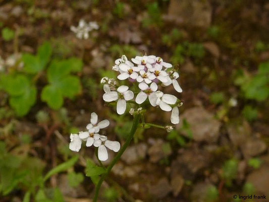 Iberis amara - Bittere Schleifenblume (Botanischer Garten Universität Heidelberg)