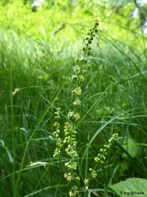 FÜR VIEH GIFTIG:  Kleiner Sauerampfer / Rumex acetosella;  Familie: Knöterichgewächse / Polygonaceae