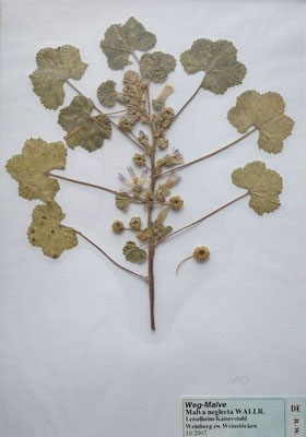 Malva neglecta / Weg-Malve   /10/2007; Kaiserstuhl, Leiselheim)   (Herbarium Dr. Wolf v. Thun)