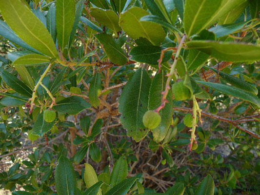 Arbutus unedo / Westlicher Erdbeerbaum    (16.04.2015; Griechenland, Chalkidiki)