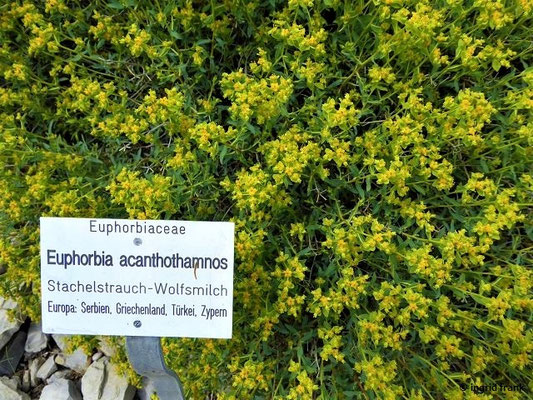 Euphorbia acanthothamnus / Stachelstrauch-Wolfsmilch (12.05.2019 - Botanischer Garten Universität Würzburg)