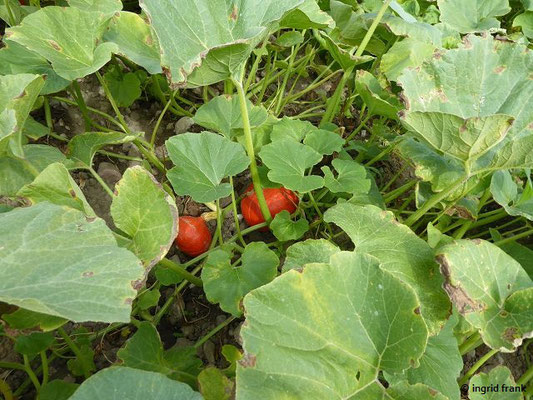 Feldmäßiger Anbau von Hokkaido-Kürbissen - Cucurbita maxima