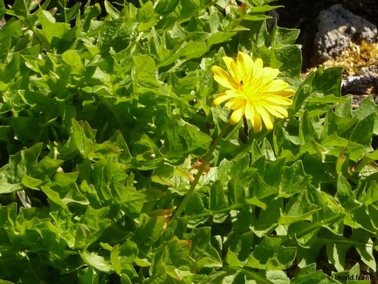 Aposeris foetida (06.05.2016; Botanischer Garten Adorf im Vogtland)