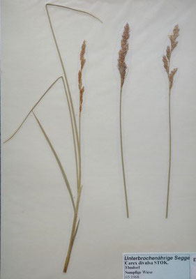 Carex divulsa / Unterbrochenährige Segge    V-VIII    (Herbarium Dr. Wolf von Thun)