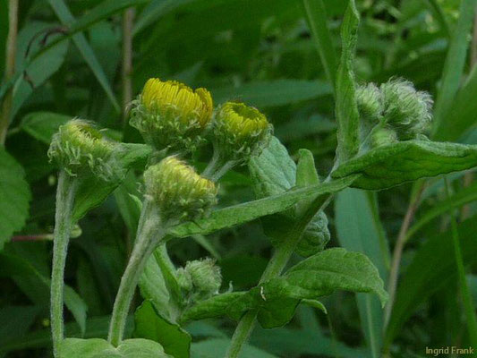 Pulicaria dysenterica / Großes Flohkraut;  Baden-Württemberg keine Gefährdung