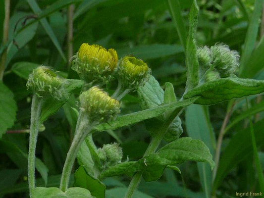 Pulicaria dysenterica / Großes Flohkraut;  Baden-Württemberg keine Gefährdung