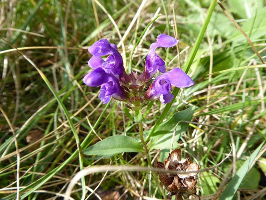 Prunella grandiflora / Großblütige Braunelle    VI-VIII