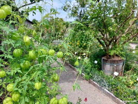 Cardiospermum halicacabum / Ballonrebe, Herzsame