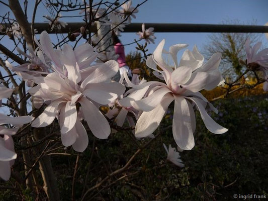 Magnolia stellata / Stern-Magnolie