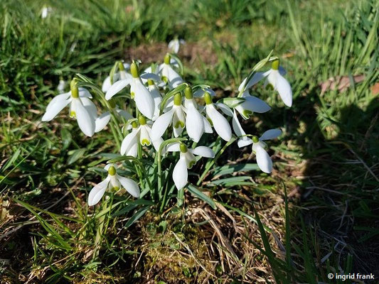 03.03.2024, Weingarten, Acker beim Panzerbuckel: Galanthus nivalis / Kleines Schneglöckchen
