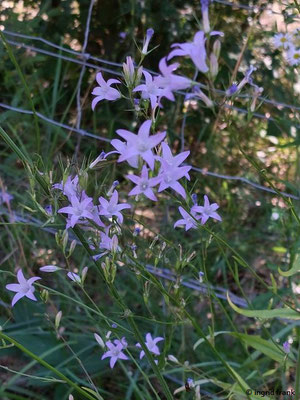 Campanula rapunculus / Rapunzel-Glockenblume