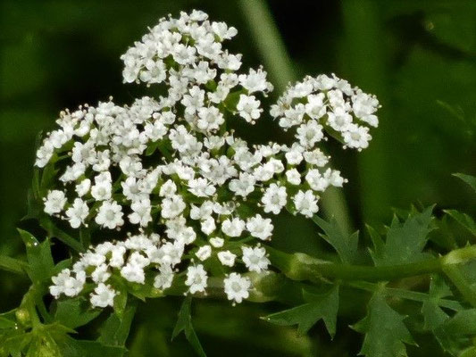 Berula erecta - Schmalblättriger Merk