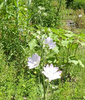 Lavatera thuringiaca - Thüringer Strauchpappel VII- VIII (20.06.2022; Botanischer Garten der Universität Konstanz)