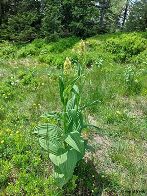Veratrum spec. (50 Arten)