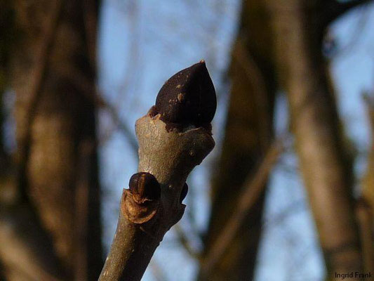 Fraxinus excelsior / Gewöhnliche Esche