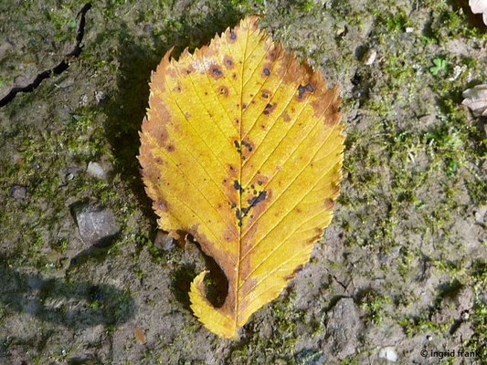 Ulmus glabra