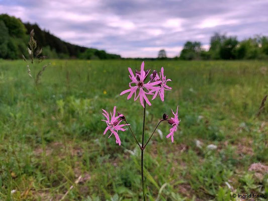 Lychnis flos-cuculi / Kuckucks-Lichtnelke