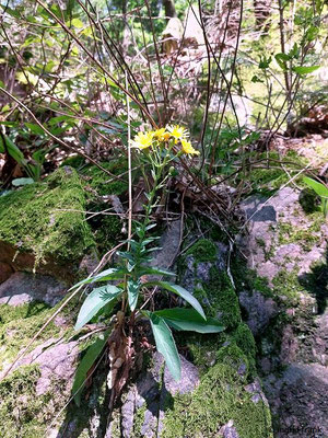 Hieracium sabaudum / Savoyer Habichtskraut   (11.08.2023; Heidelberg, Mittlerer Guckkastenweg)