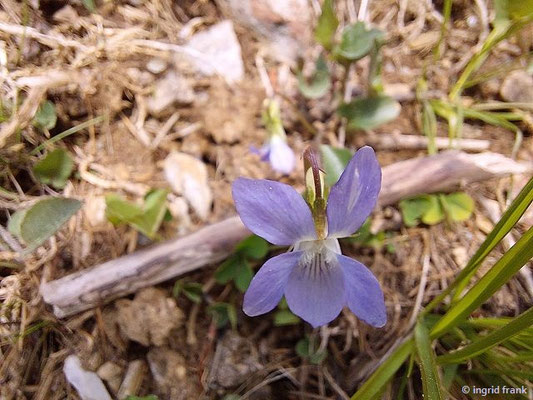 Viola riviniana / Hain-Veilchen