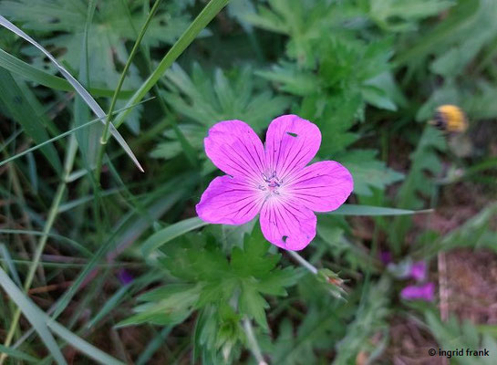 Geranium palustre / Sumpf-Storchschnabel  (06.06.2025; An der Fils in Bad Ditzenbach)
